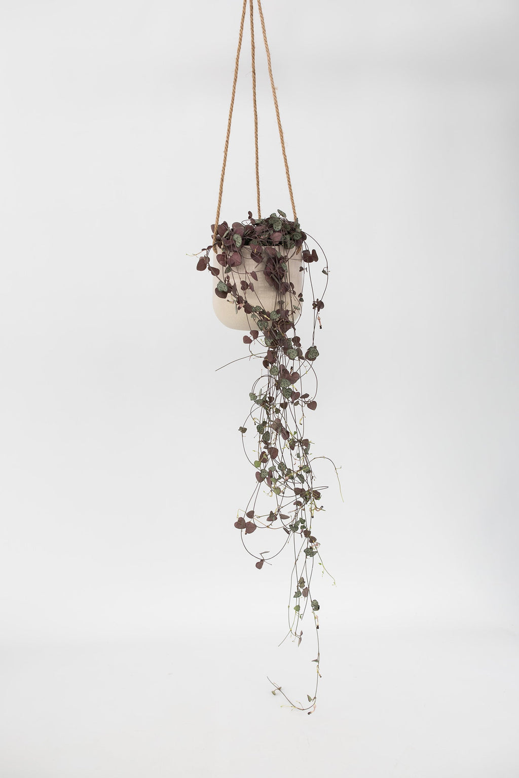 Ceropegia Woodii « Chaîne Des Cœurs » Suspendue – Plante D’Intérieur
