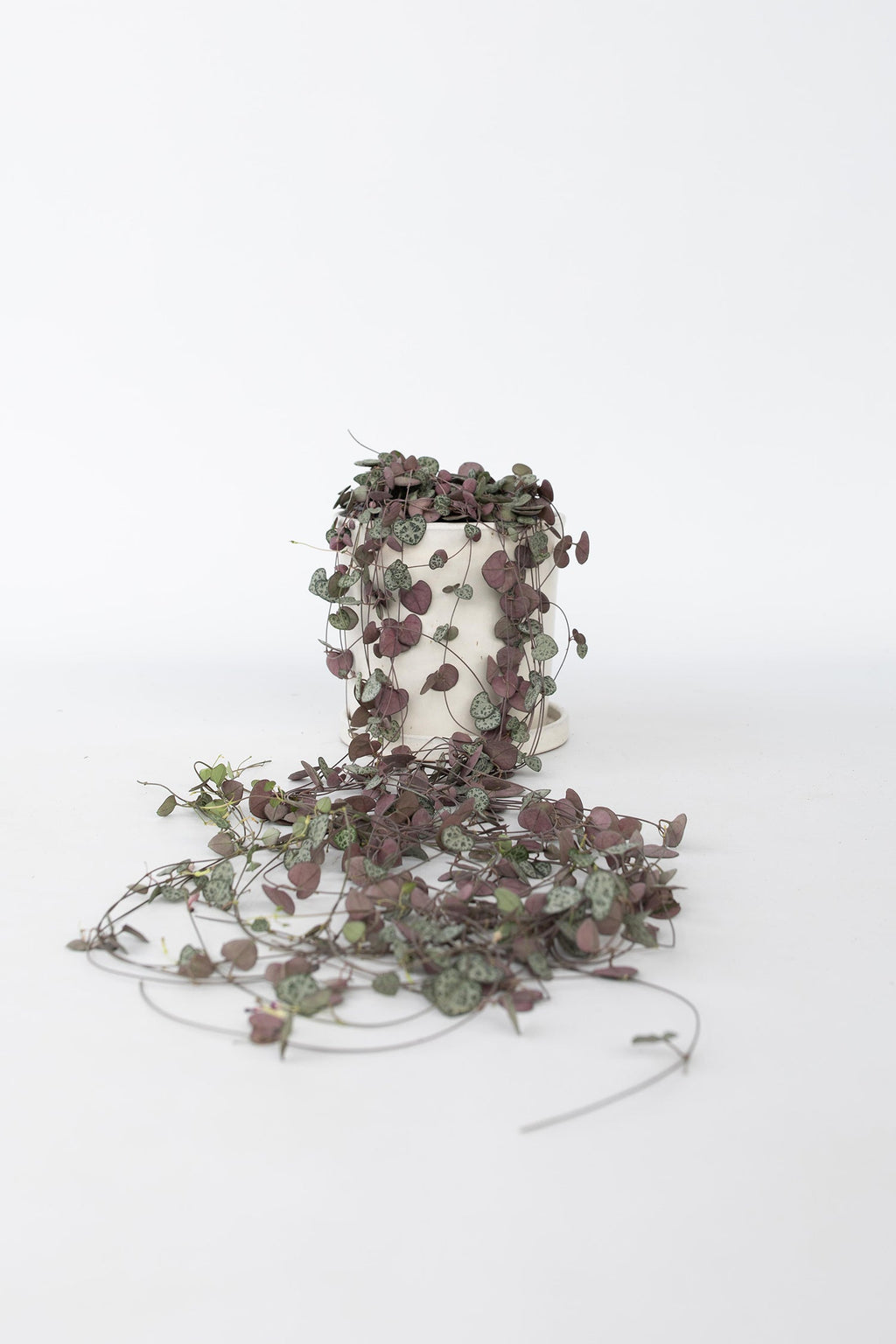 Ceropegia Woodii « Chaîne Des Cœurs » Suspendue – Plante D’Intérieur