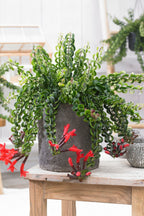 Aeschynanthus Twister Suspendu – Plante D’Intérieur