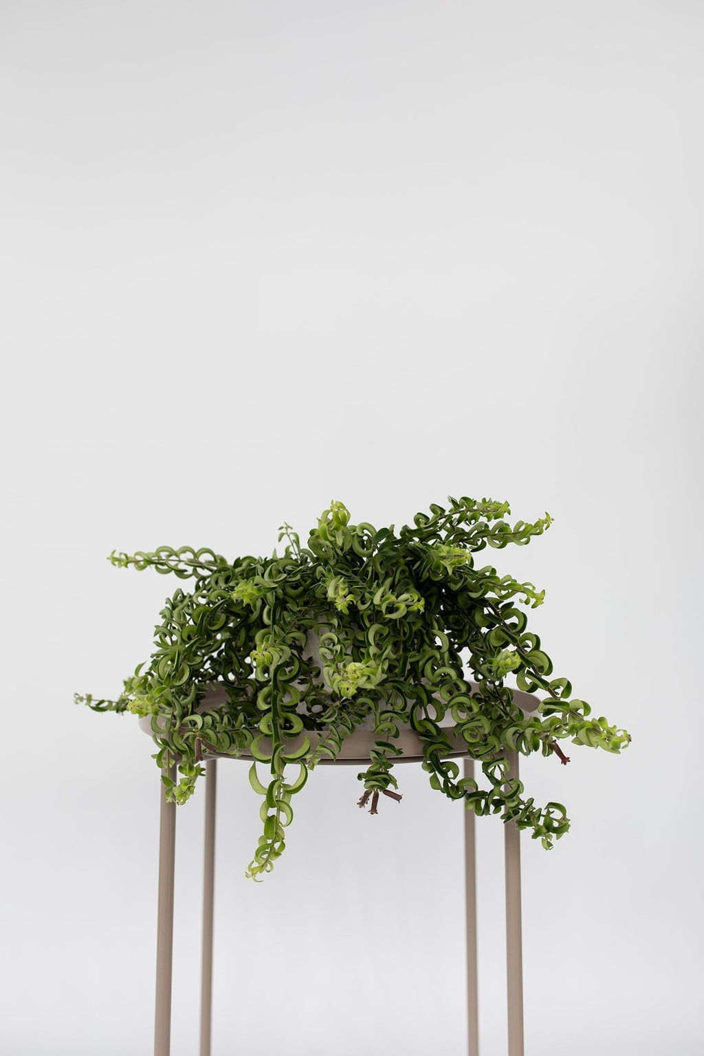 Aeschynanthus Twister Suspendu – Plante D’Intérieur