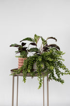 Aeschynanthus Twister Suspendu – Plante D’Intérieur