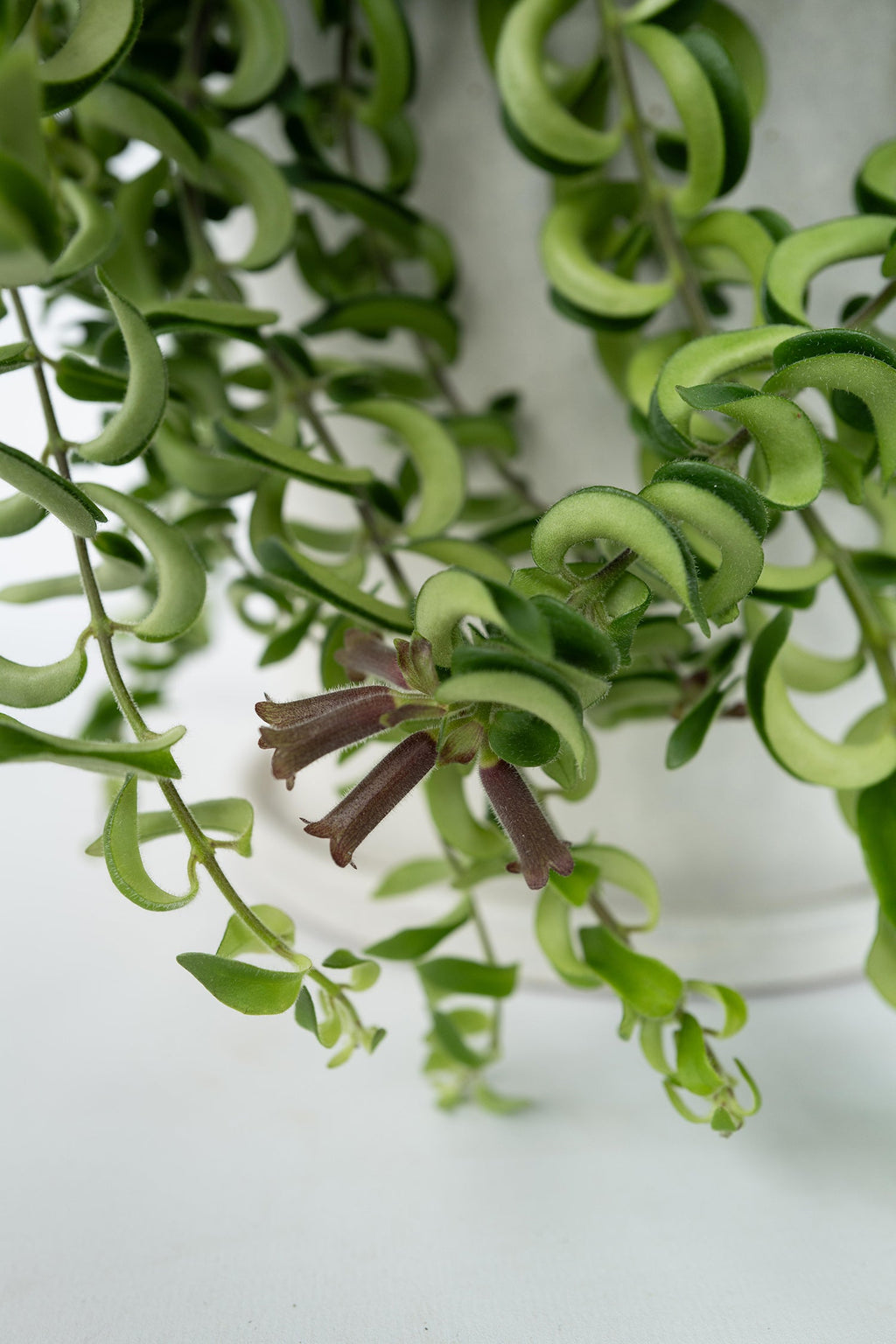 Aeschynanthus Twister Suspendu – Plante D’Intérieur