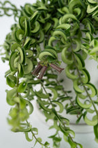 Aeschynanthus Twister Suspendu – Plante D’Intérieur