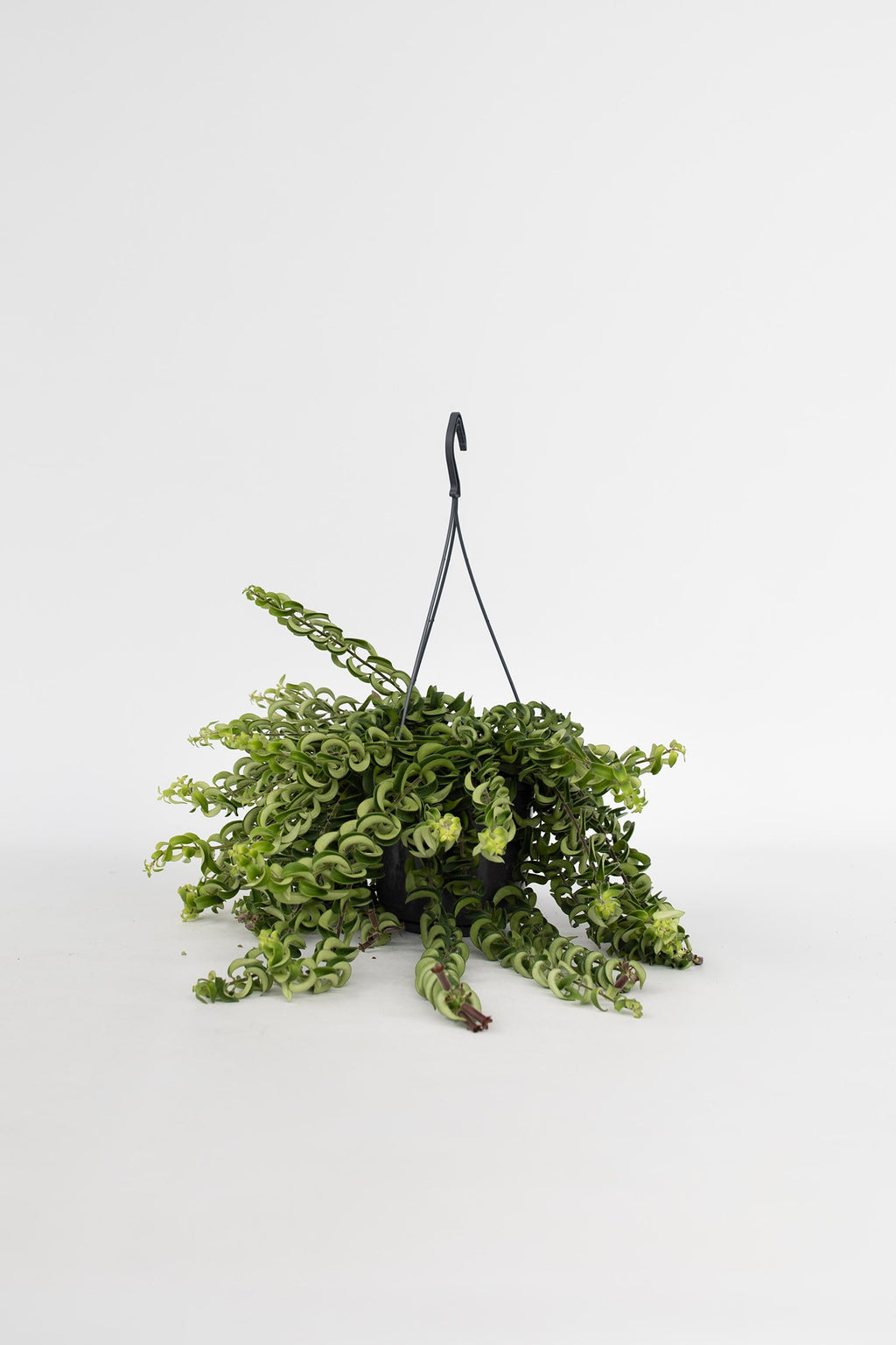 Aeschynanthus Twister Suspendu – Plante D’Intérieur