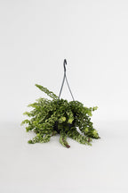 Aeschynanthus Twister Suspendu – Plante D’Intérieur