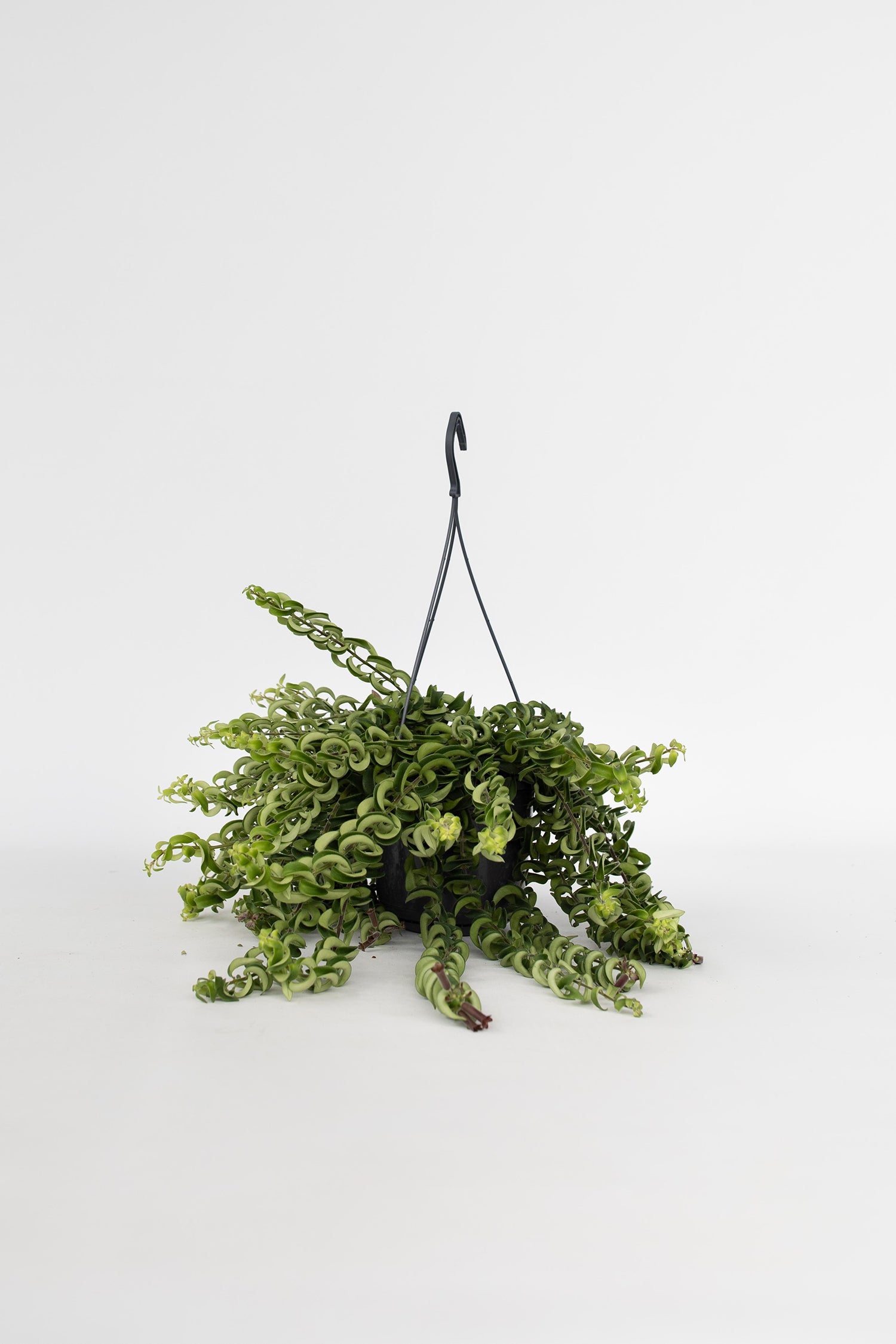 Aeschynanthus Twister Suspendu – Plante D’Intérieur