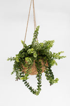 Aeschynanthus Twister Suspendu – Plante D’Intérieur