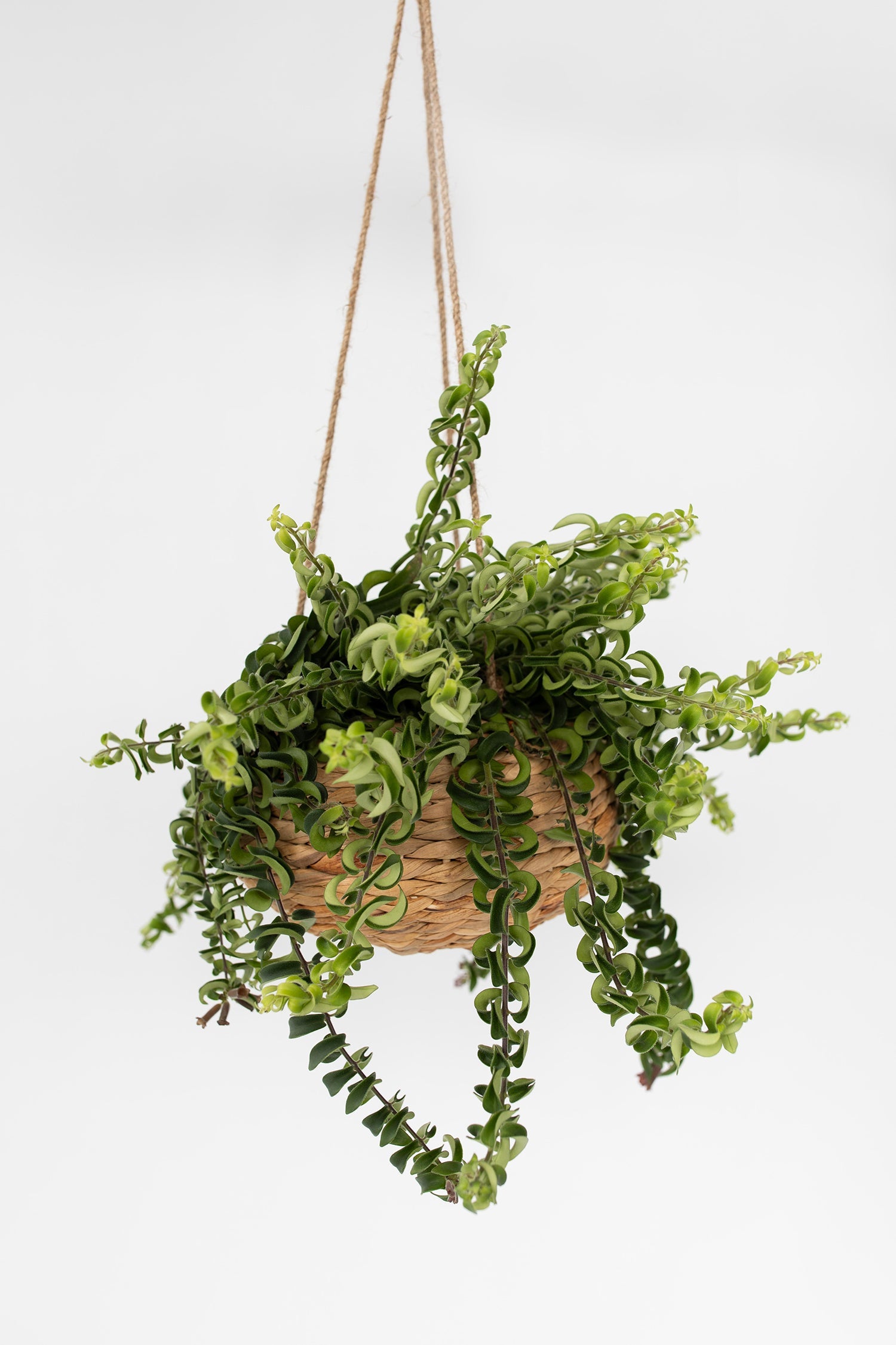 Aeschynanthus Twister Suspendu – Plante D’Intérieur