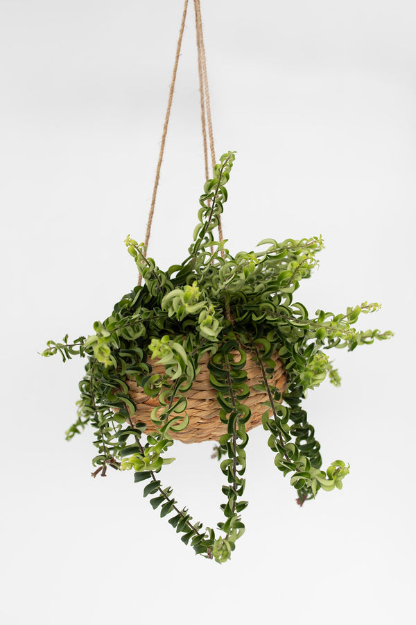 Aeschynanthus Twister Suspendu – Plante D’Intérieur