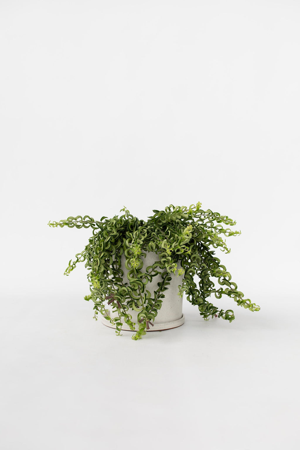Aeschynanthus Twister Suspendu – Plante D’Intérieur