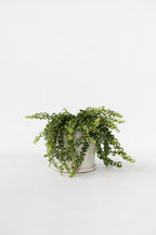Aeschynanthus Twister Suspendu – Plante D’Intérieur