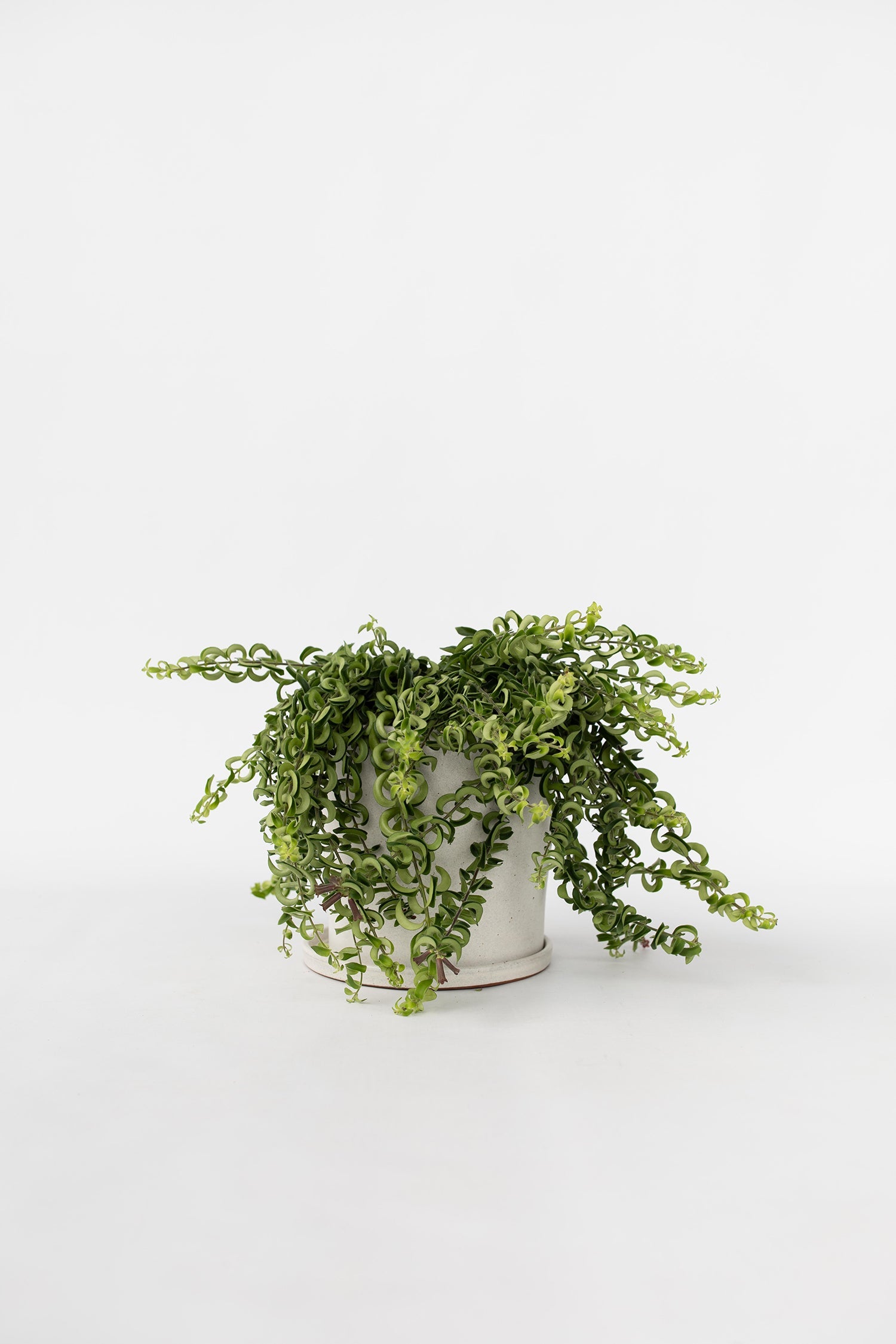Aeschynanthus Twister Suspendu – Plante D’Intérieur