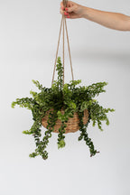 Aeschynanthus Twister Suspendu – Plante D’Intérieur