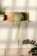 Senecio « Collier De Bananes » Suspendu – Plante D’Intérieur
