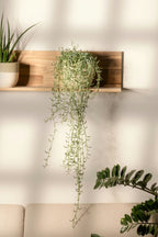 Senecio « Collier De Bananes » Suspendu – Plante D’Intérieur