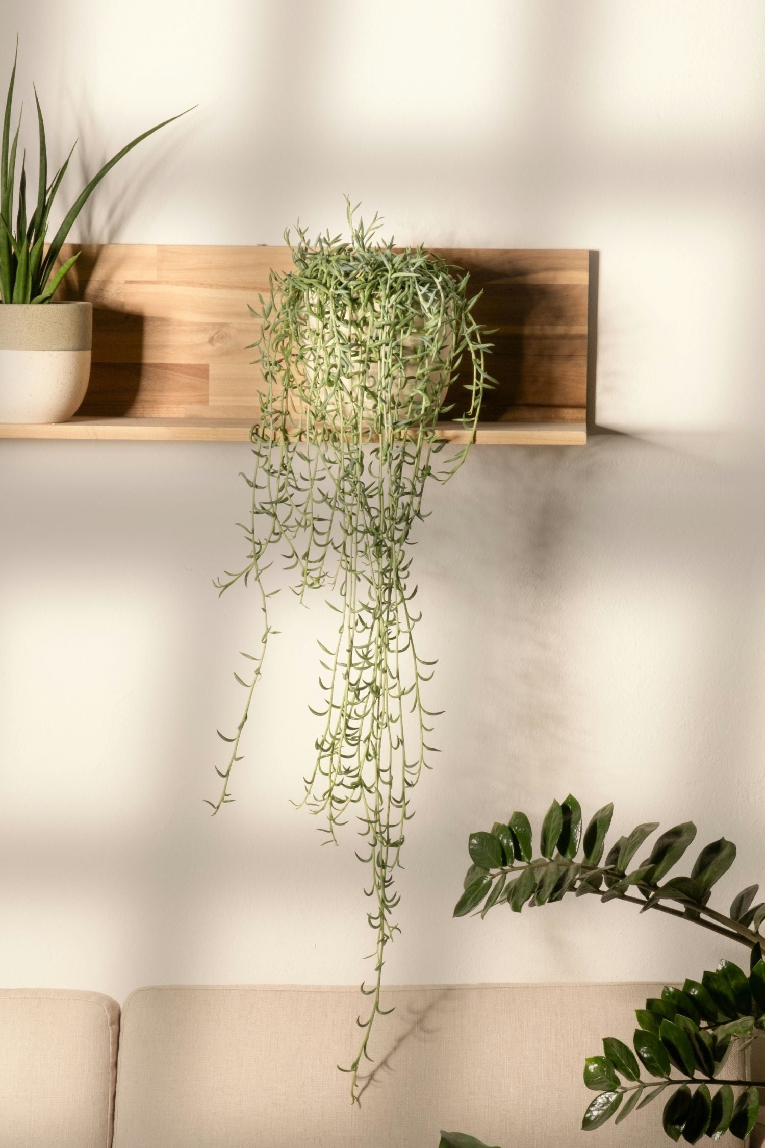 Senecio « Collier De Bananes » Suspendu – Plante D’Intérieur
