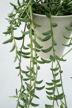Senecio « Collier De Bananes » Suspendu – Plante D’Intérieur