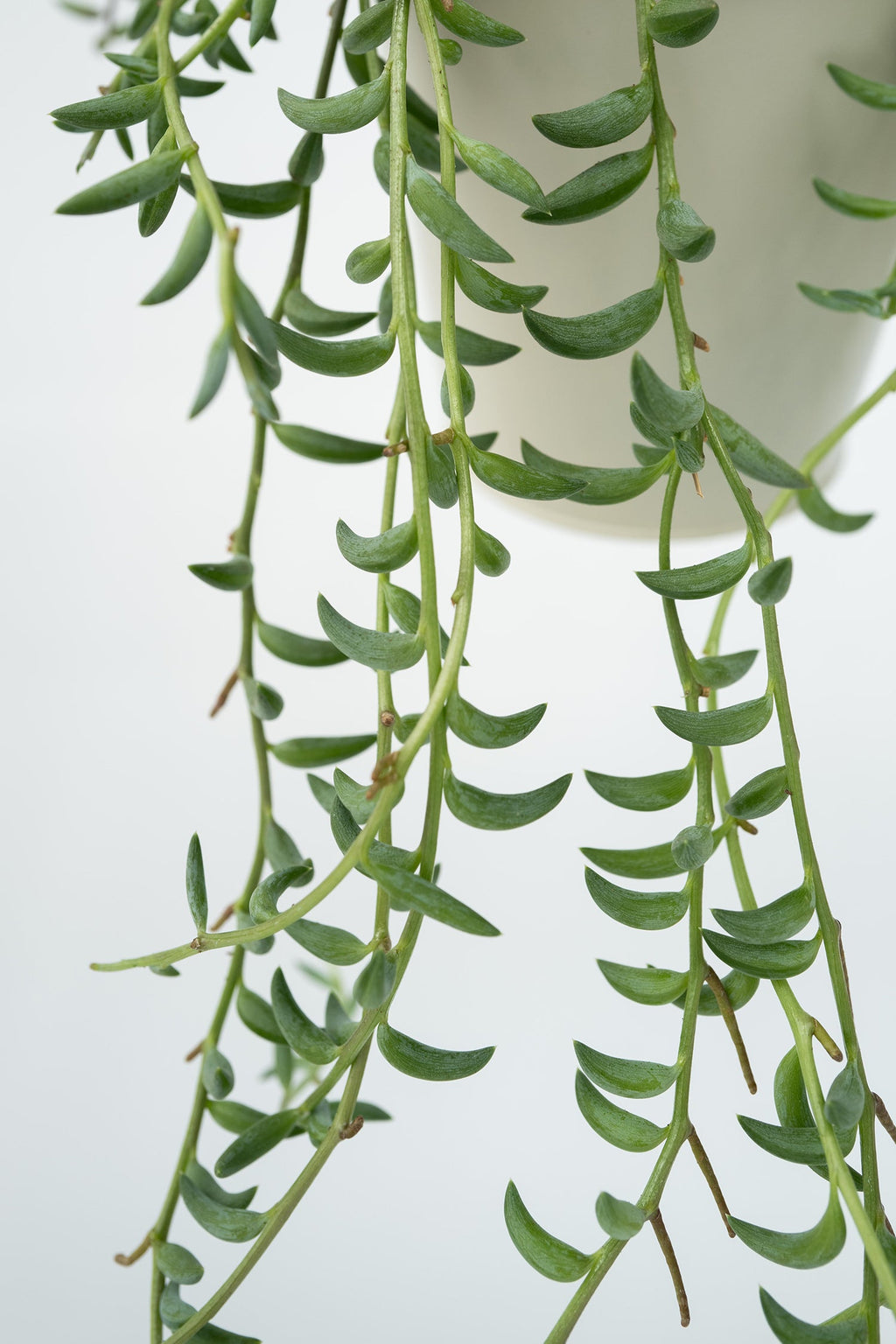 Senecio « Collier De Bananes » Suspendu – Plante D’Intérieur