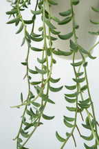 Senecio « Collier De Bananes » Suspendu – Plante D’Intérieur