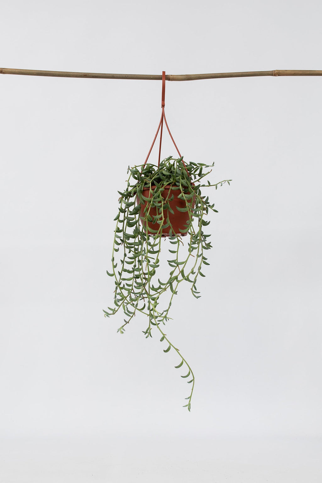 Senecio « Collier De Bananes » Suspendu – Plante D’Intérieur
