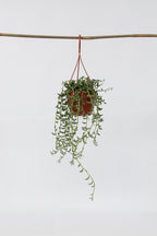 Senecio « Collier De Bananes » Suspendu – Plante D’Intérieur