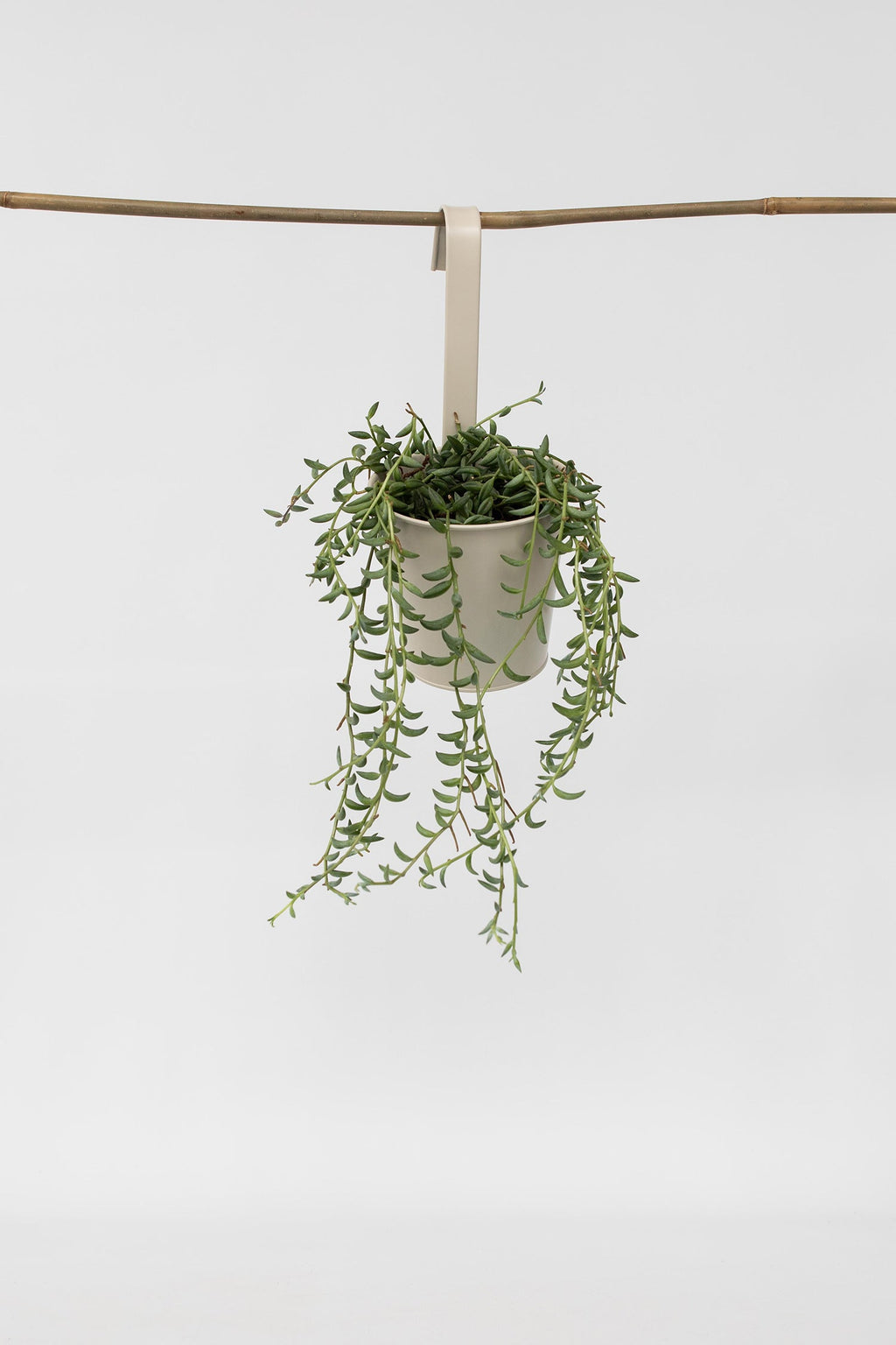 Senecio « Collier De Bananes » Suspendu – Plante D’Intérieur
