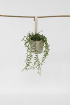 Senecio « Collier De Bananes » Suspendu – Plante D’Intérieur