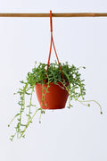 Plante Suspendue Senecio "String Of Dolphins" - Plantes D'Intérieur