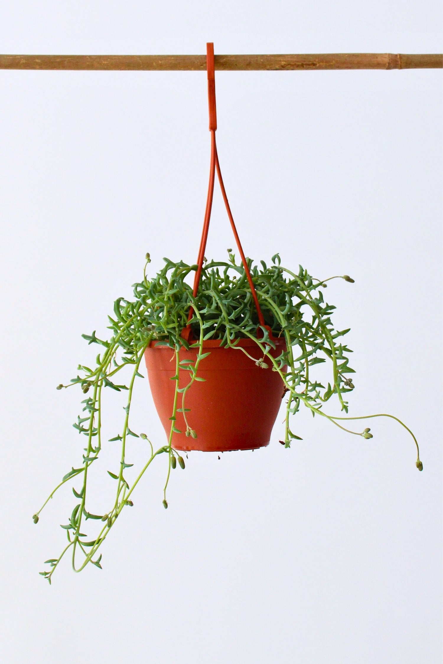 Plante Suspendue Senecio "String Of Dolphins" - Plantes D'Intérieur
