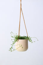 Senecio « Collier De Dauphins » Suspendu – Plante D’Intérieur