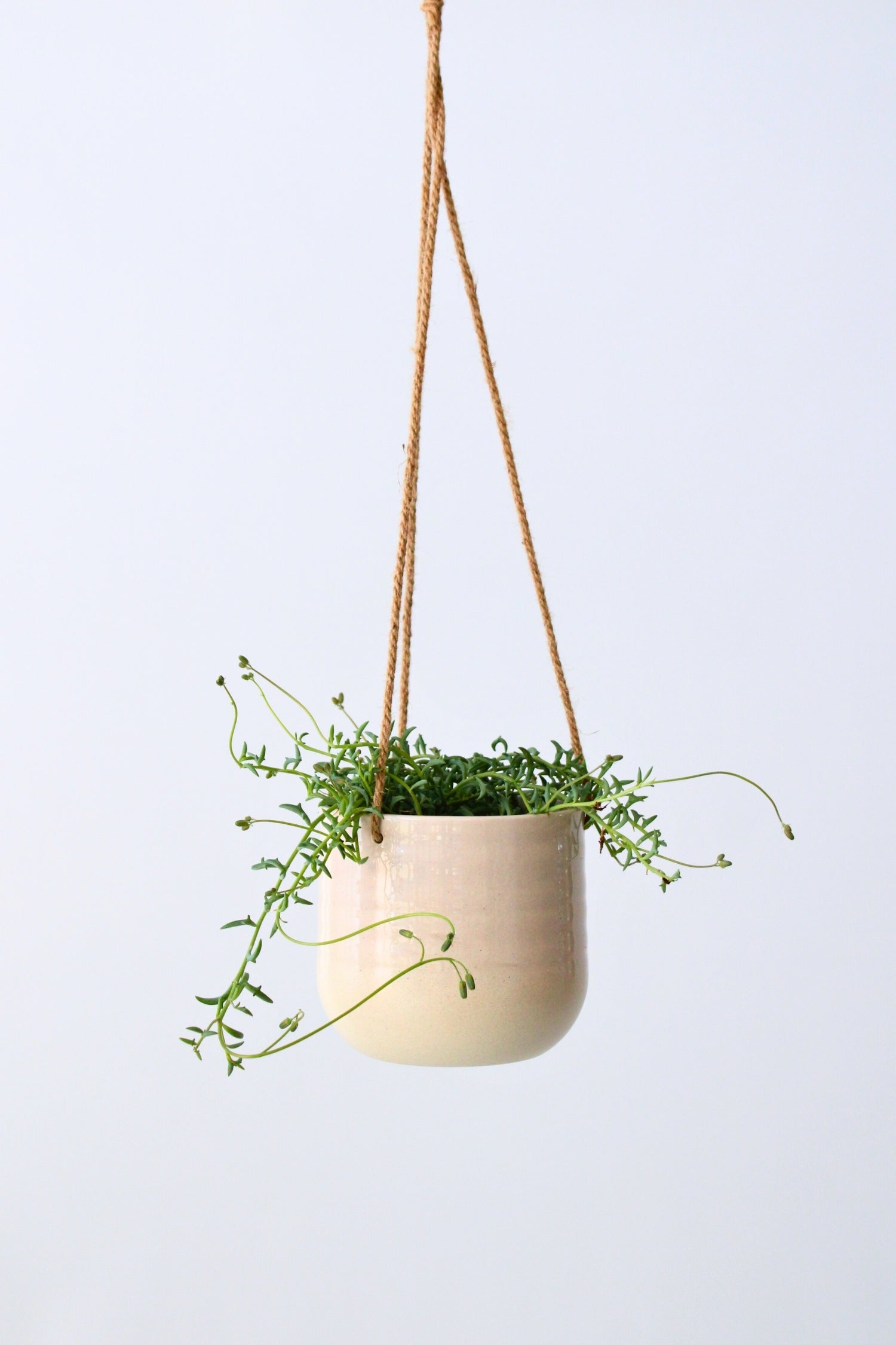 Plante Suspendue Senecio "String Of Dolphins" - Plantes D'Intérieur
