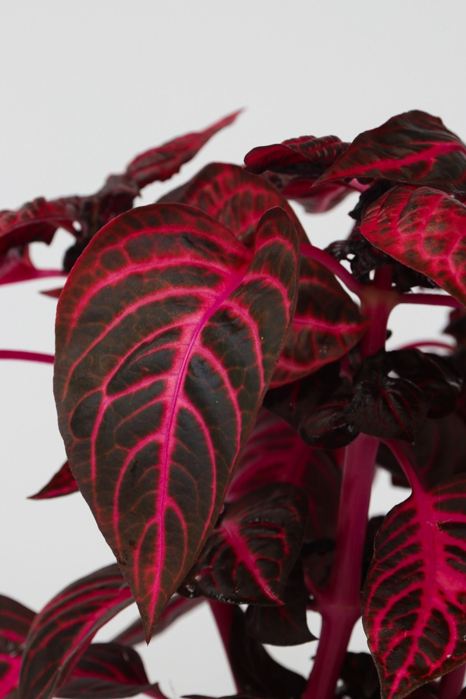 Lot De 2 Iresine Herbstii ‘Rich Red Star’ – Plante D’Intérieur