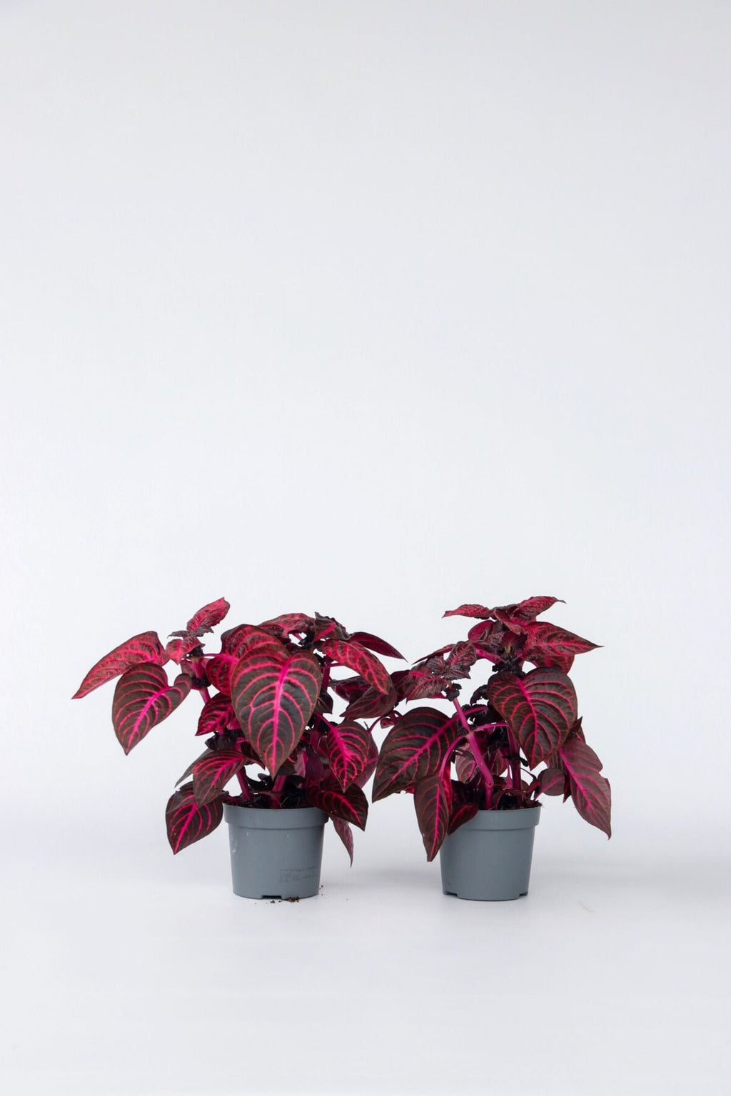 Lot De 2 Iresine Herbstii ‘Rich Red Star’ – Plante D’Intérieur
