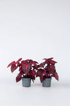 Lot De 2 Iresine Herbstii ‘Rich Red Star’ – Plante D’Intérieur