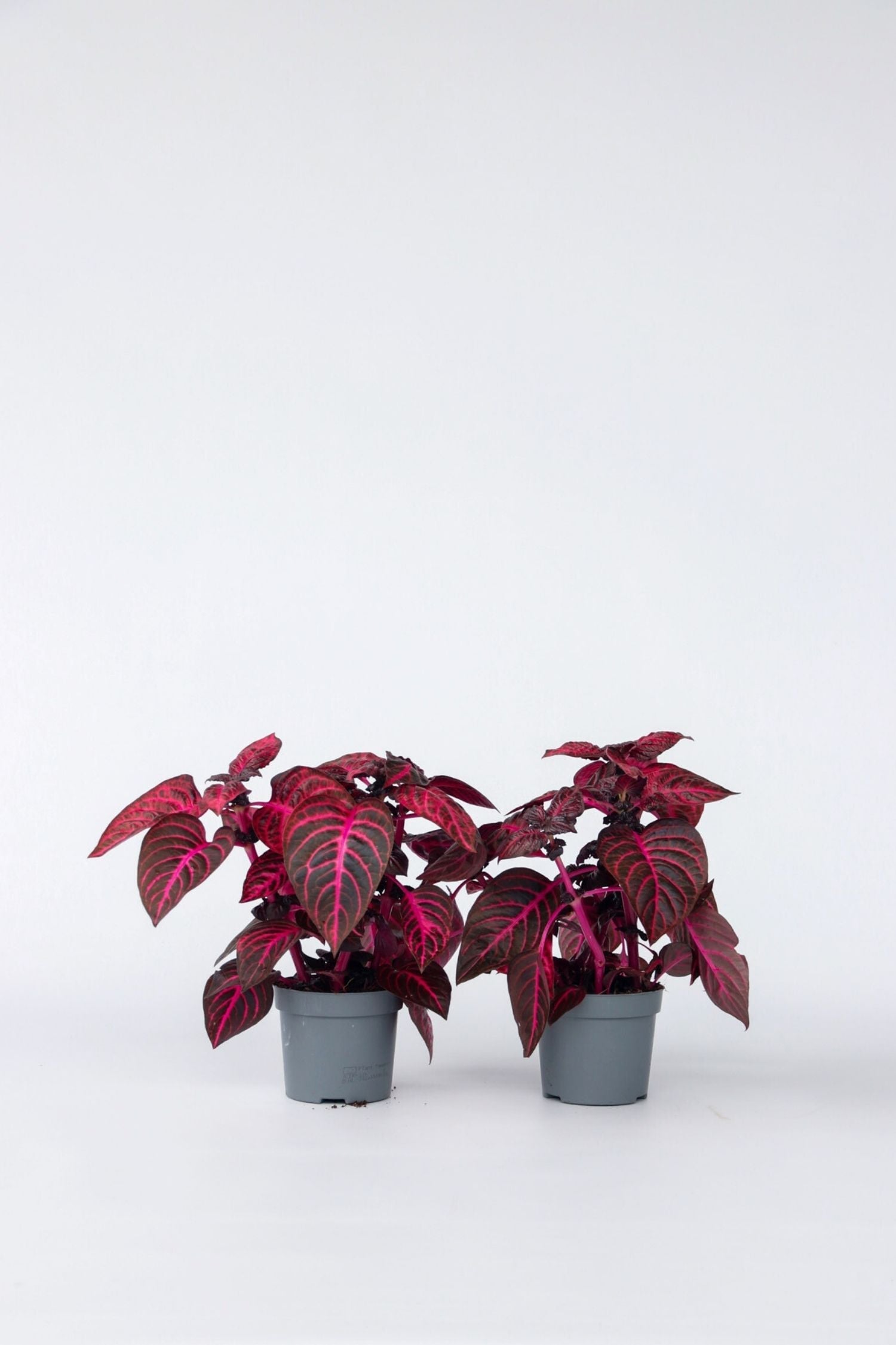 Lot De 2 Iresine Herbstii ‘Rich Red Star’ – Plante D’Intérieur