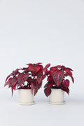 Lot De 2 Iresine Herbstii ‘Rich Red Star’ – Plante D’Intérieur