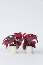 Lot De 2 Iresine Herbstii ‘Rich Red Star’ – Plante D’Intérieur