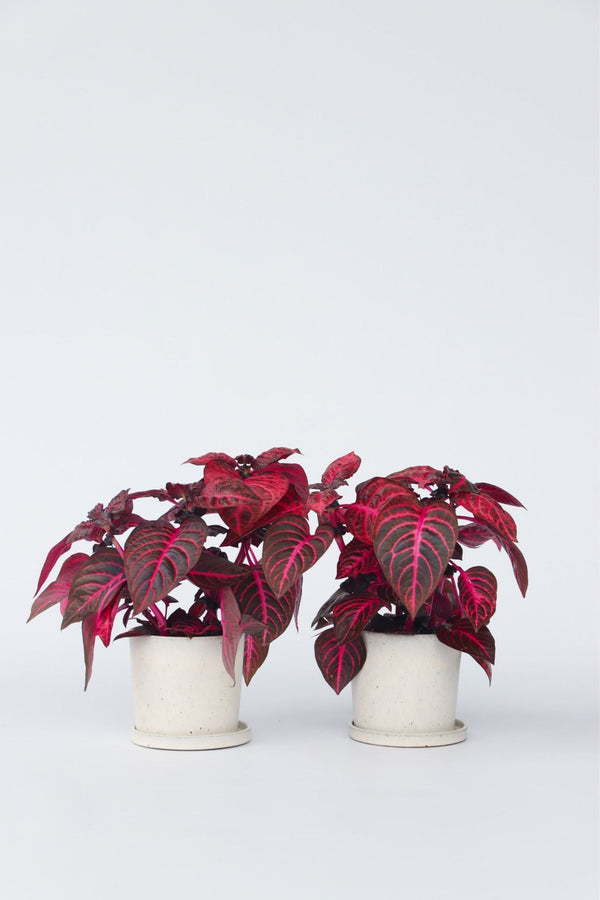 Lot De 2 Iresine Herbstii ‘Rich Red Star’ – Plante D’Intérieur