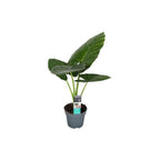 Plante Oreille D'Éléphant "Alocasia Odora" - Plantes D'Intérieur