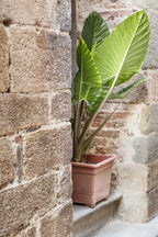 Alocasia Odora « Oreille D’Éléphant » – Plante D’Intérieur