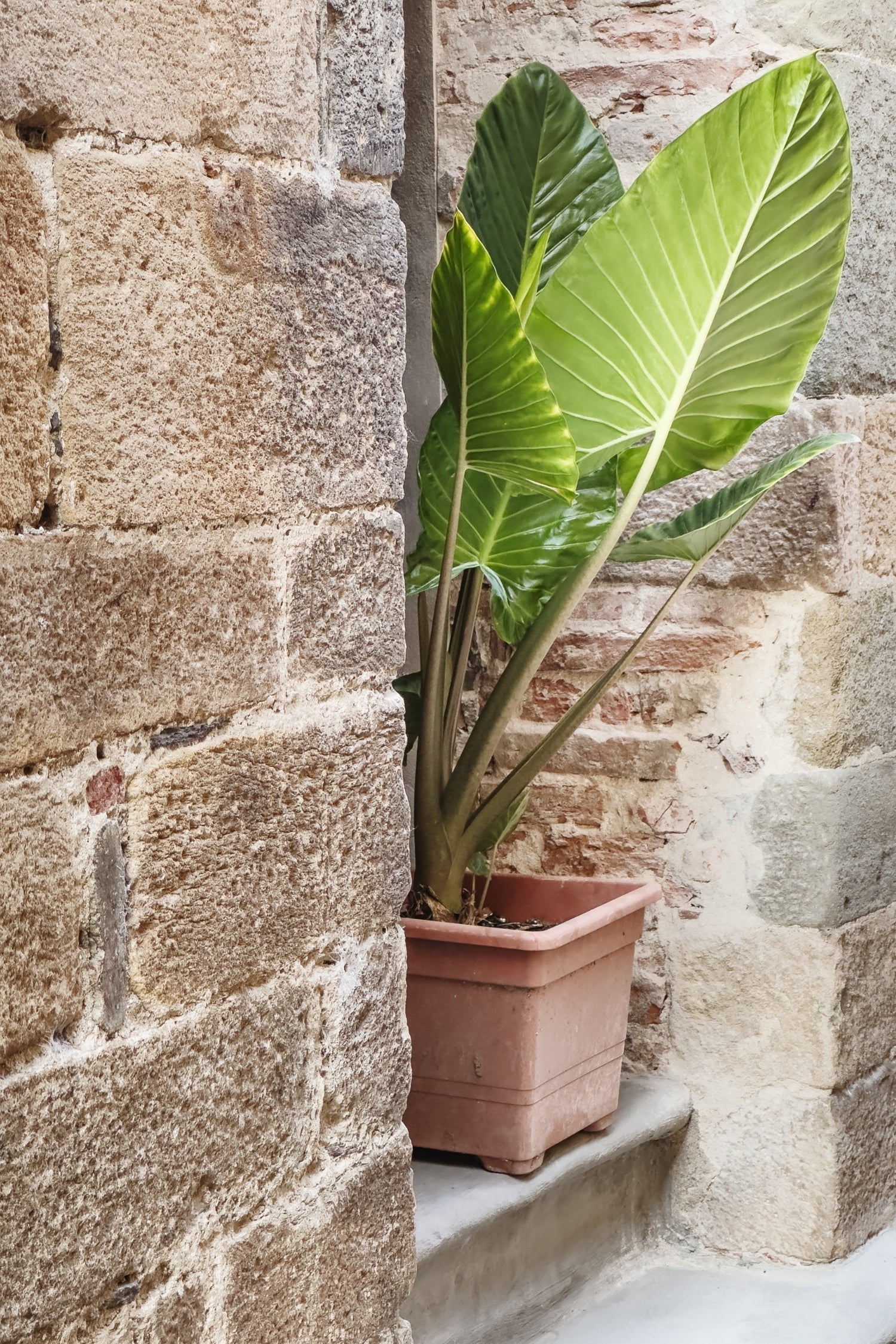 Alocasia Odora « Oreille D’Éléphant » – Plante D’Intérieur