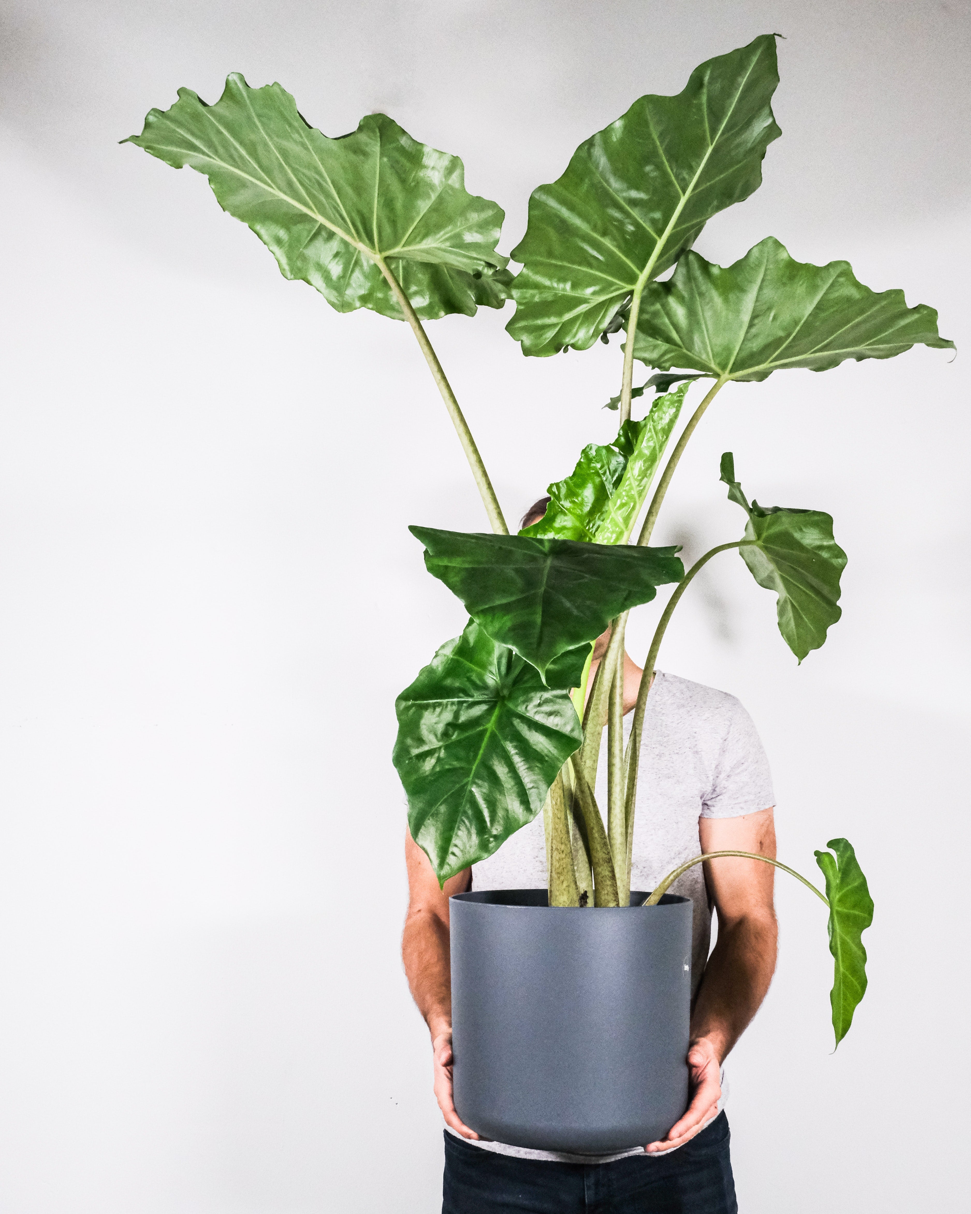 Plante Oreille D'Éléphant "Alocasia Odora" - Plantes D'Intérieur
