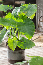 Plante Oreille D'Éléphant "Alocasia Odora" - Plantes D'Intérieur