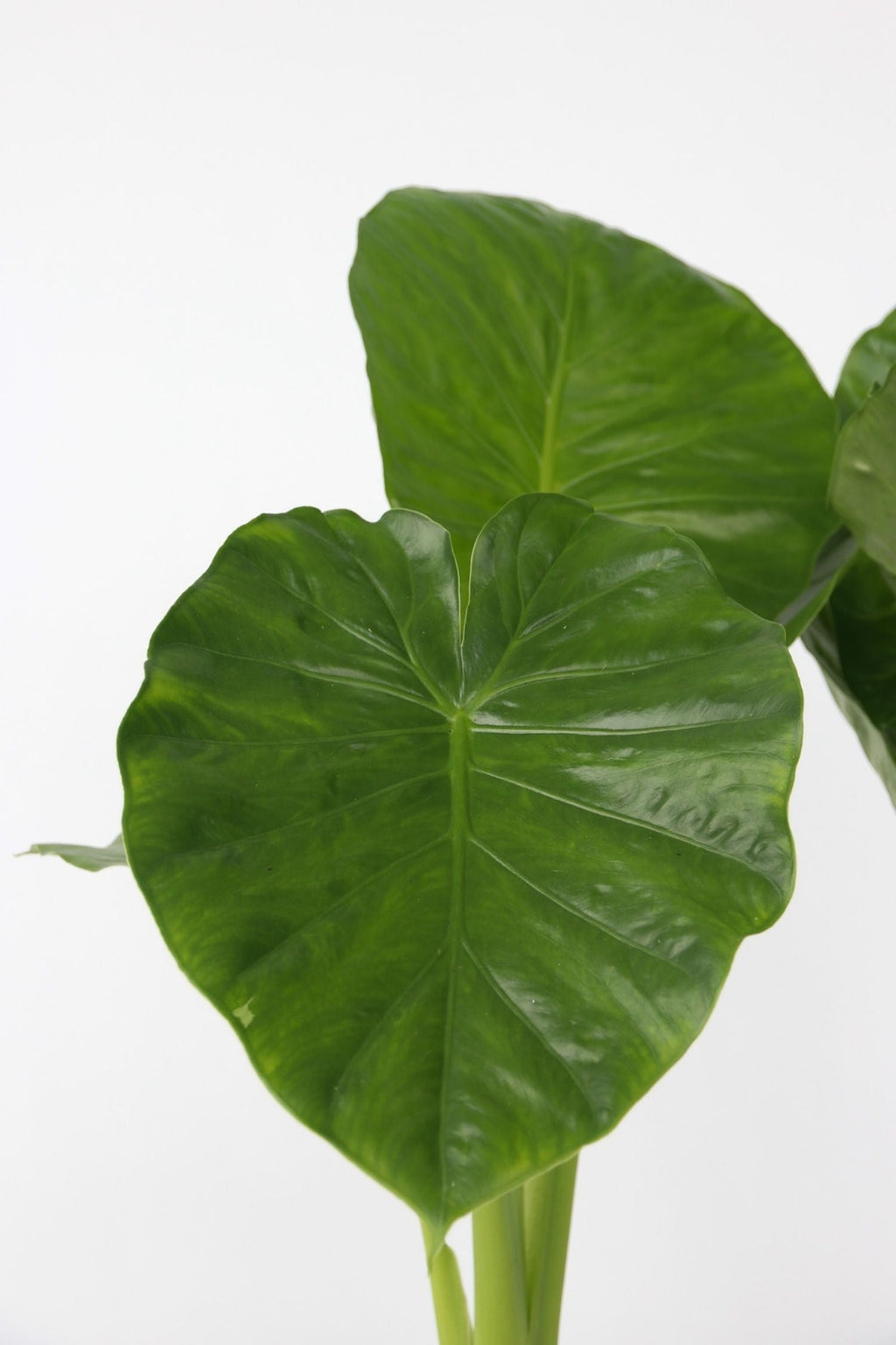 Alocasia Odora « Oreille D’Éléphant » – Plante D’Intérieur