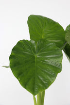 Alocasia Odora « Oreille D’Éléphant » – Plante D’Intérieur