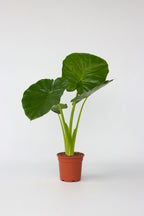 Alocasia Odora « Oreille D’Éléphant » – Plante D’Intérieur