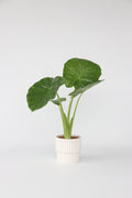 Alocasia Odora « Oreille D’Éléphant » – Plante D’Intérieur