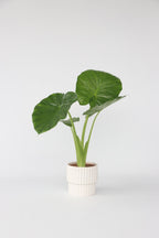 Alocasia Odora « Oreille D’Éléphant » – Plante D’Intérieur