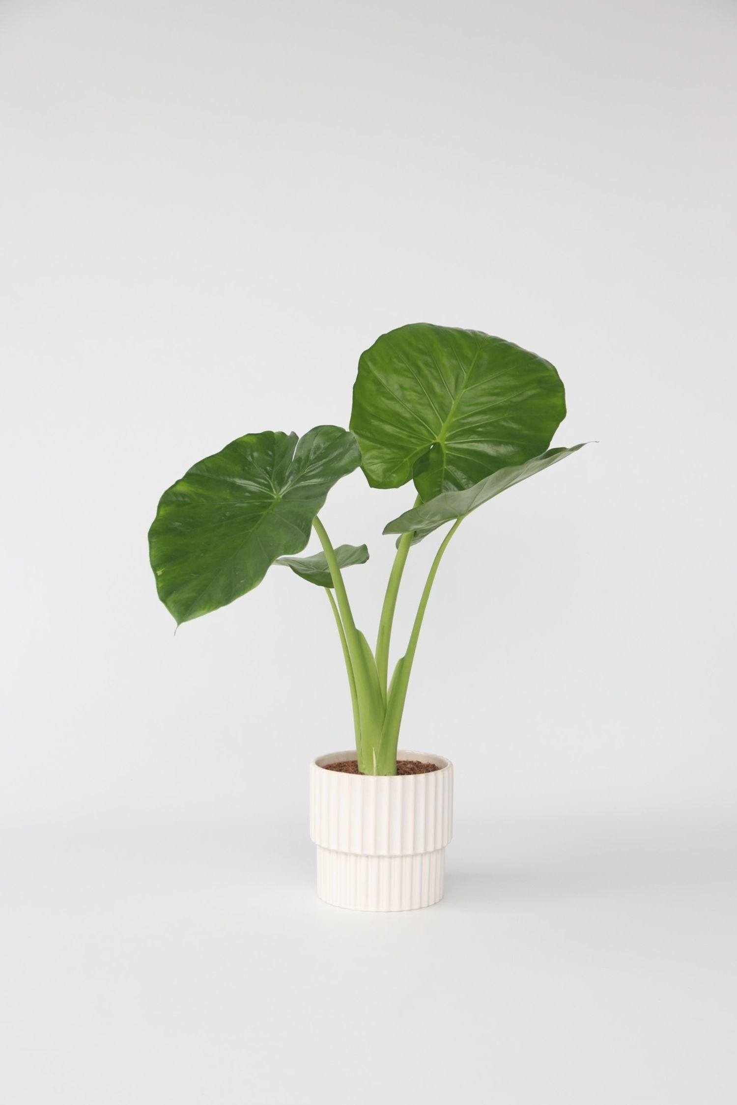 Alocasia Odora « Oreille D’Éléphant » – Plante D’Intérieur