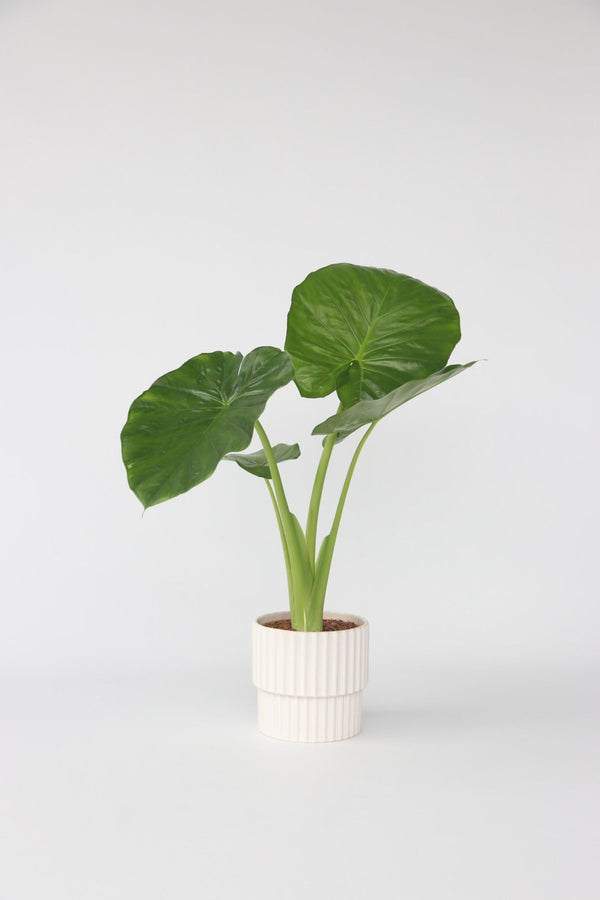 Alocasia Odora « Oreille D’Éléphant » – Plante D’Intérieur